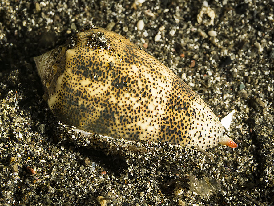 Conus arenatus